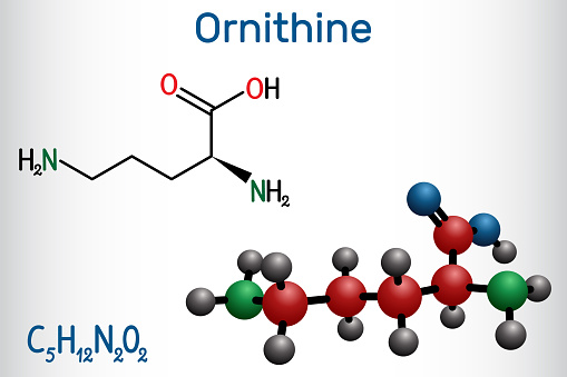 Minh họa phân tử L-Ornithine