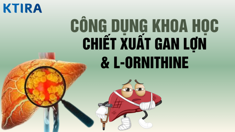 Sức Khỏe Gan Và Công Dụng Khoa Học Của 2 Hợp Chất Chiết Xuất Gan Lợn & L-Ornithine