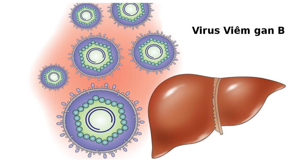 Minh họa vi rút Viêm Gan B