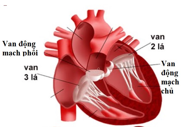 Dấu hiệu suy tim sung huyết