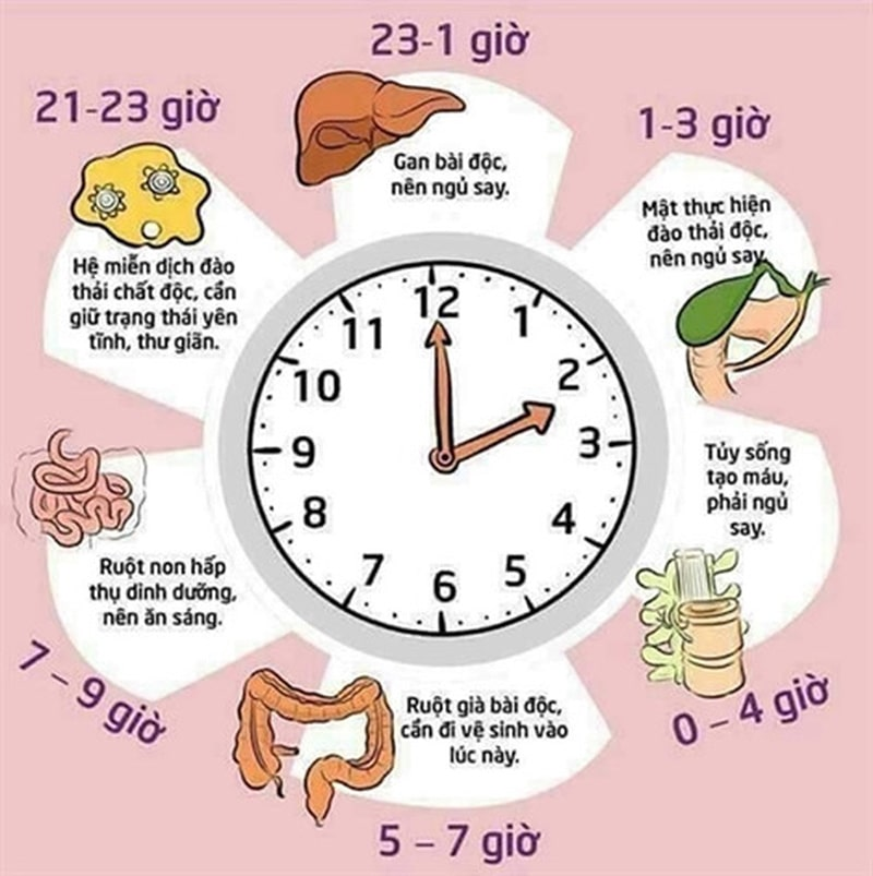 Đồng hồ sinh học là gì ?