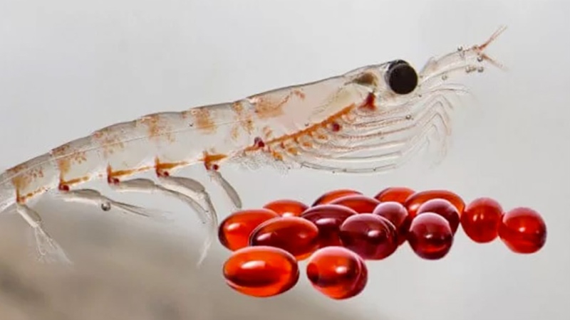 Dùng omega 3 krill liều lượng như thế nào