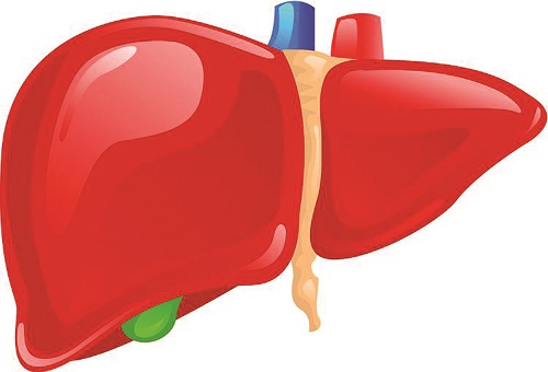 Ý nghĩa của xét nghiệm chức năng gan
