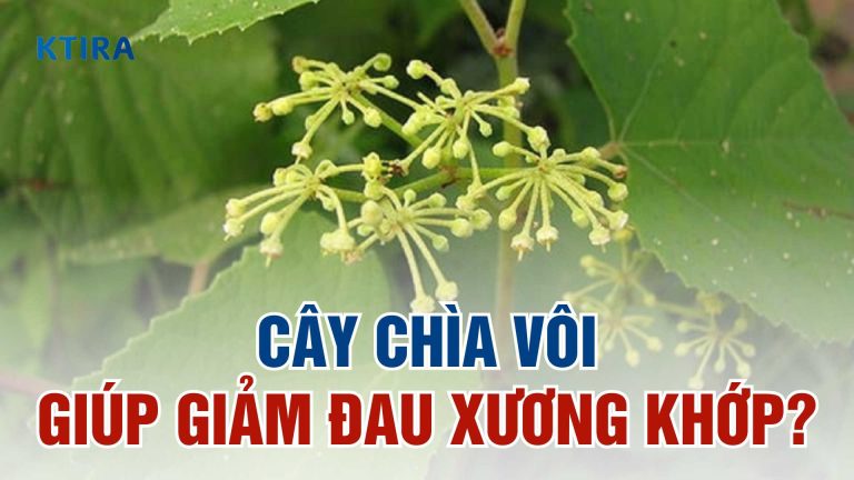 Cây Chìa Vôi Có Giúp Giảm Đau Xương Khớp? 5 Lợi Ích Bạn Không Nên Bỏ Qua!