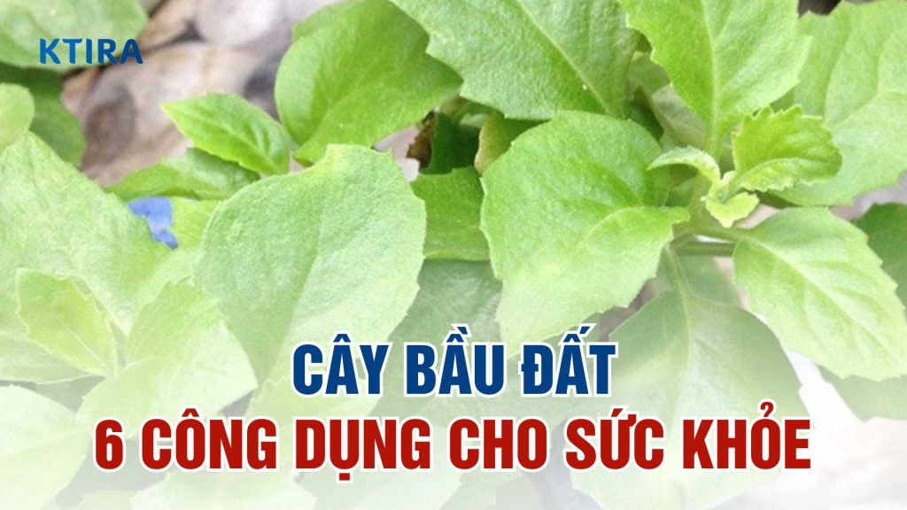 Cây bầu đất và 6 công dụng tốt cho sức khỏe
