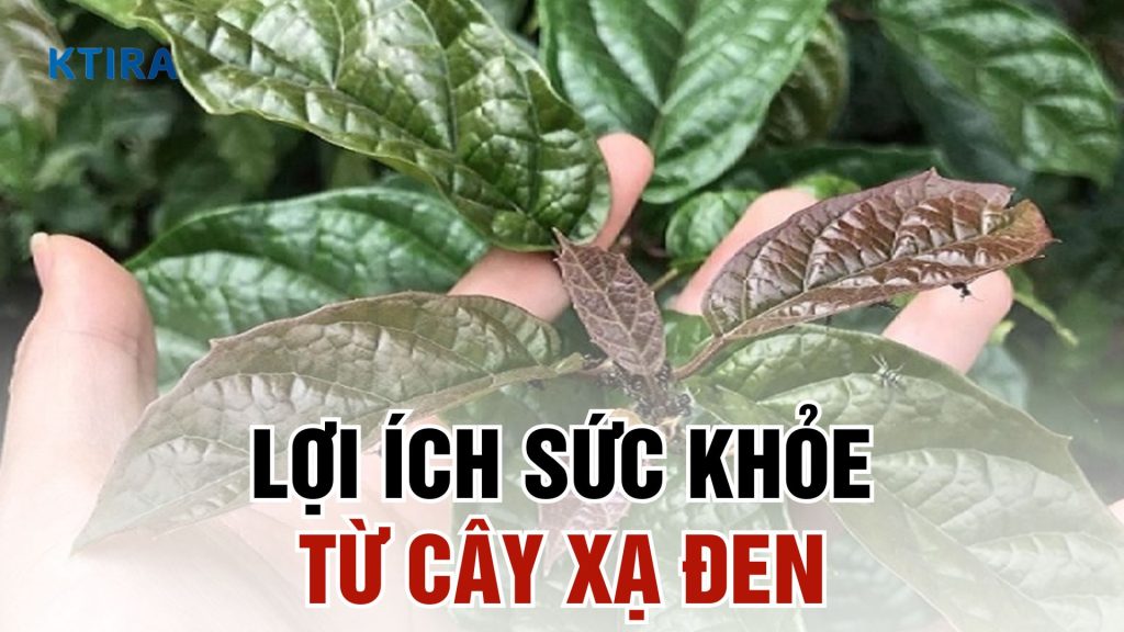 Lợi ích sức khỏe từ cây xạ đen