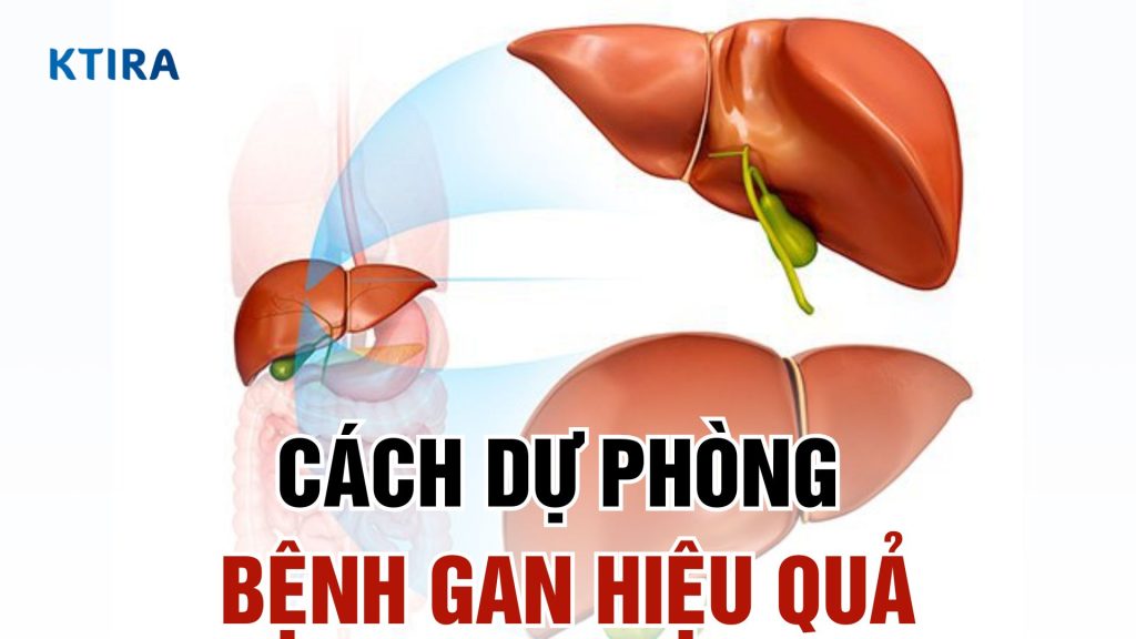 Dự phòng bệnh gan hiệu quả
