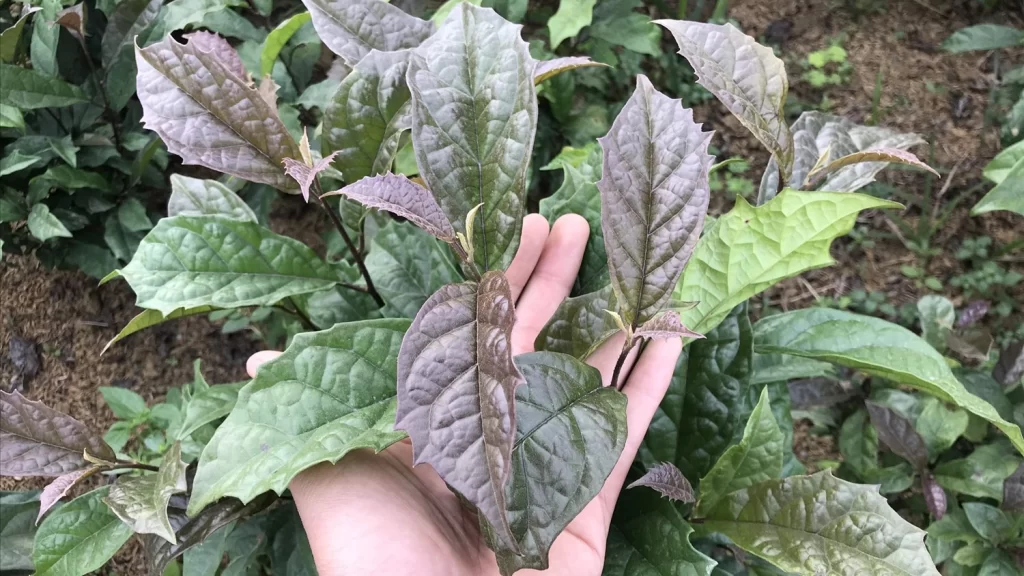Lợi ích sức khỏe từ cây xạ đen