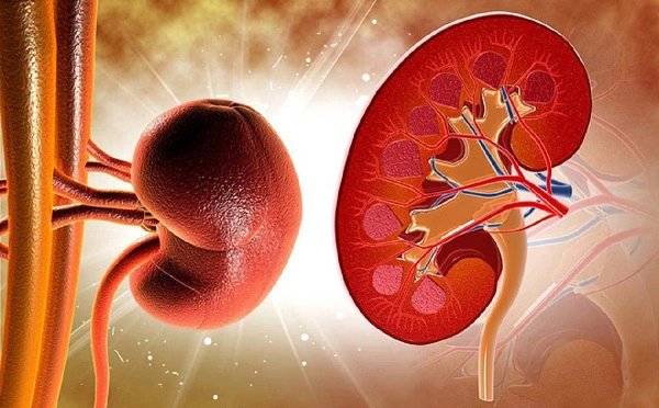 Dấu hiệu mỡ máu ảnh hưởng đến thận