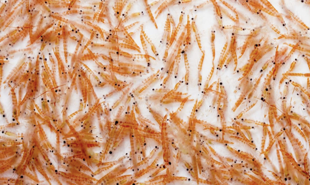 Dầu nhuyễn thể Omega 3 Krill là gì KTIRA