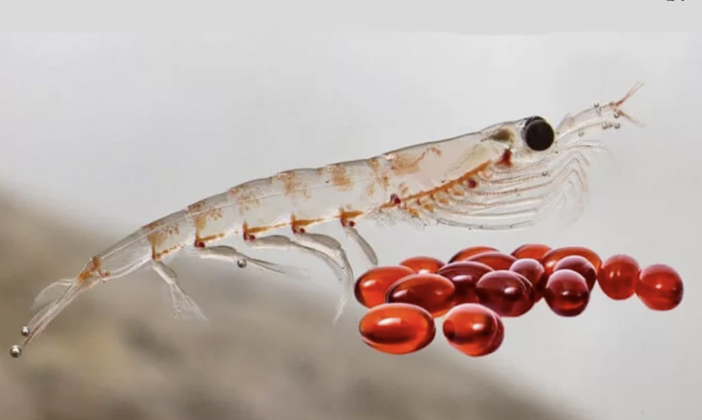 Những công dụng nổi bật khi bổ sung dầu nhuyễn thể Omega 3 Krill ktira